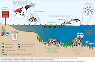 This conceptual diagram illustrates the different components that are being studied in the Asian oyster Environmental Impact Statement. It includes not only the life history, but the interactions with the native oyster, and cultural and economic impacts.