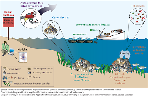 This conceptual diagram illustrates the different components that are being studied in the Asian oyster Environmental Impact Statement. It includes not only the life history, but the interactions with the native oyster, and cultural and economic impacts.