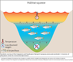 This conceptual diagram illustrates the process in which higher level trophic organisms have a smaller and smaller area of habitat to occupy when environmental parameters that affect these organisms are degraded.
