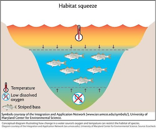 This conceptual diagram illustrates the process in which higher level trophic organisms have a smaller and smaller area of habitat to occupy when environmental parameters that affect these organisms are degraded.
