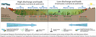 This conceptual diagram depicts the main factors controlling distribution of aquatic grass community types in Chesapeake Bay. The diagram compares high water discharge and loads to low water discharge and loads.