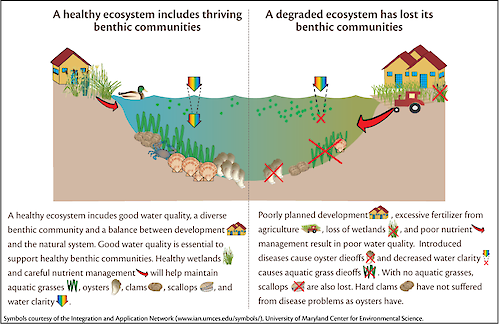 This conceptual diagram illustrates the components of an unhealthy versus healthy ecosystem. It focuses on benthic communities in Maryland's Coastal Bays.
