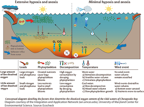 Conceptual diagram illustrating the factors that determine the oxygen content of the tidal waters in the Chesapeake Bay.