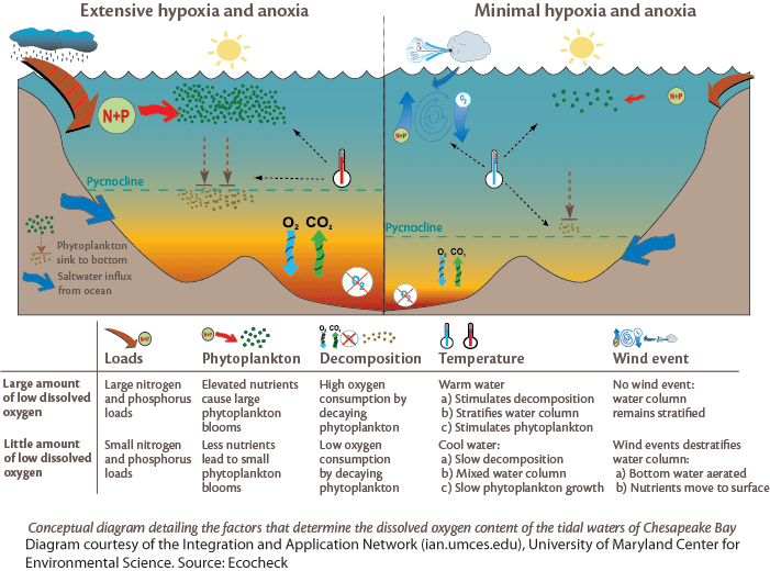 Hypoxia and Anoxia | Media Library | Integration and Application Network