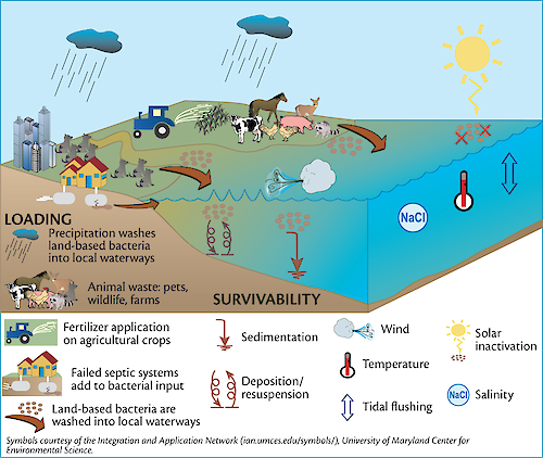 This conceptual diagram illustrates the sources, both anthropogenic and natural, of bacteria in the water column, as well as the factors that influence the survival of the bacteria.
