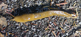 Ariolimax sp., also know as the banana slug, found near Lewis & Clark National Historical Park in Oregon.