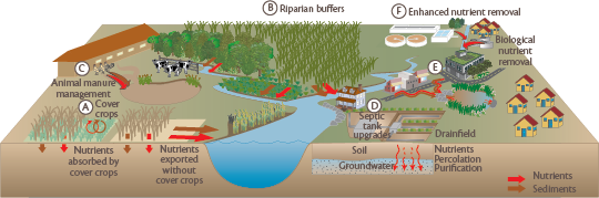 Hello, my name is Chesapeake Bay, and I have a nutrient problem | Blog ...