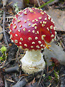 The Amanita muscaria, also known as the fly agaric, is present in large quantities along the coasts of Northern California through British Columbia. This one was found near the Lewis and Clark National Park in Oregon.