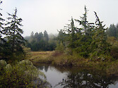 Woodland area of the coast of Oregon in the United States.