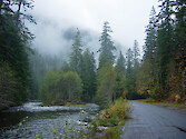 Riverine Woodand beside a small road in Oregon, USA.