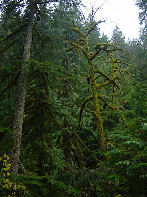 Douglas fir trees covered in moss, found in the Mt. Hood National Forest located in Oregon, USA.