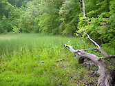 Woodland area in Quiet Waters Park in Annapolis, Maryland, USA