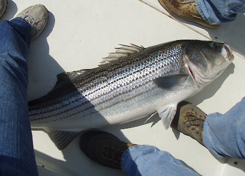 Striped Bass, also known as a rockfish, caught on a fishing trip in the Chesapeake Bay
