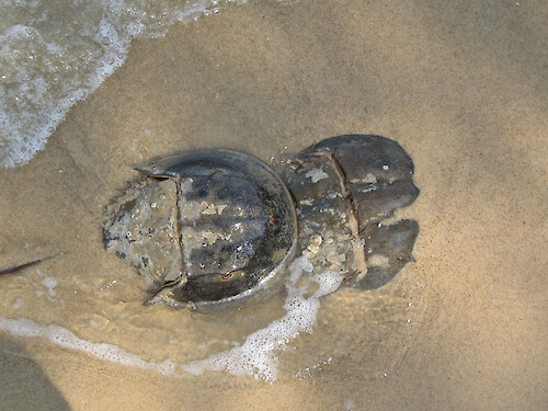 Two Horseshoe crabs mating on the sand, found on the shores of the Chesapeake Bay
