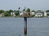 The Pandion haliaetus, commonly refered to as Osprey or Sea Hawk inhabits nests atop man-made structures, such as this channel marker in the Chesapeake Bay area.