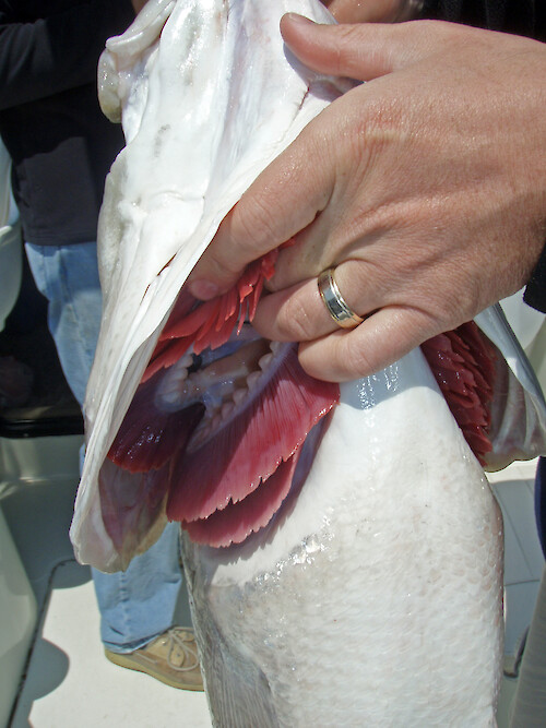 The operculum and gils of a Striped Bass, also known as Morone saxatilis.