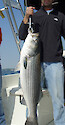 holding up a striped bass, also known as rockfish or linesider, caught in the Chesapeake Bay.