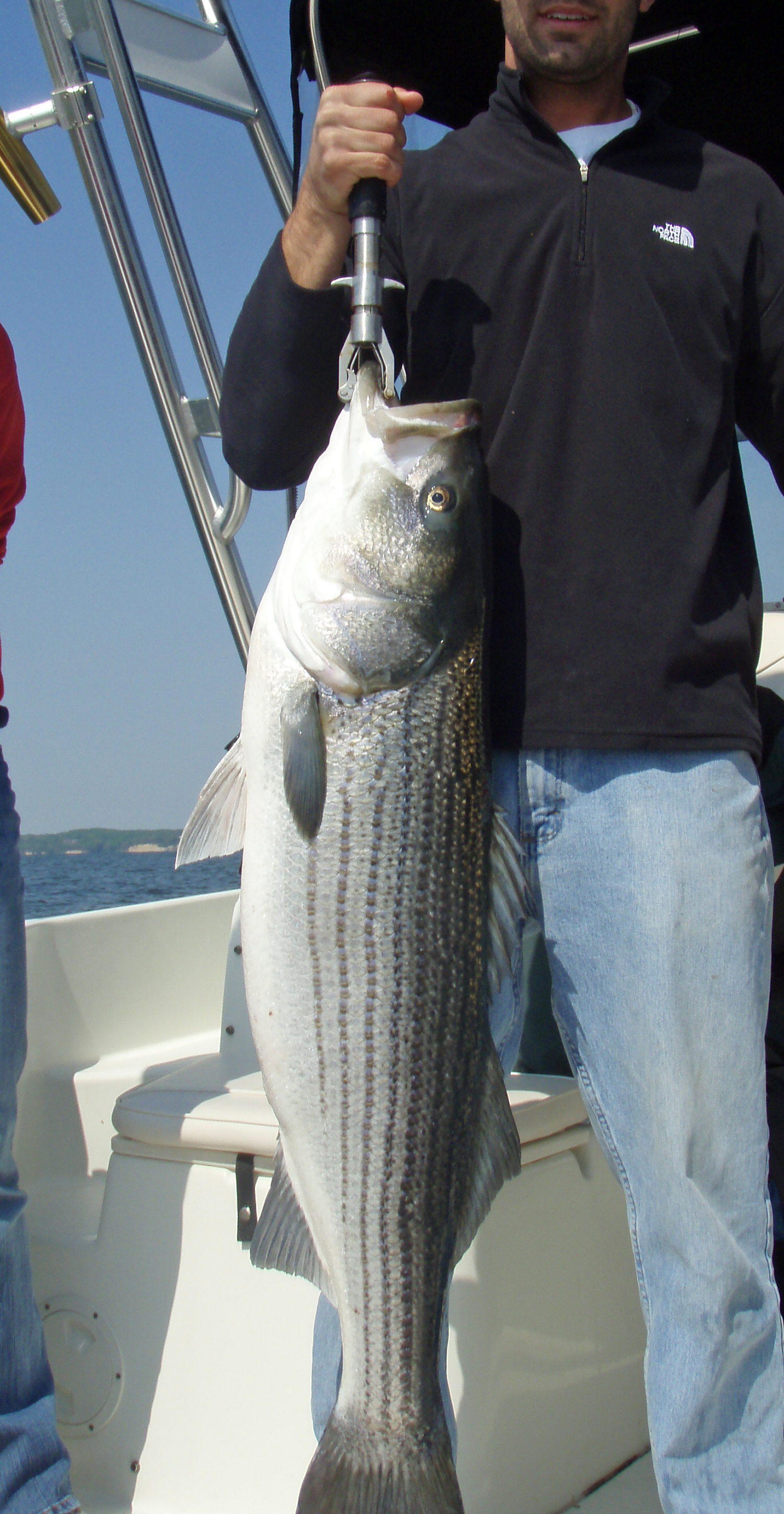 Striped Bass (Morone saxatilis)