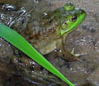 The American bullfrog is native to the Southeastern, and far western regeions of North America. It inhabats water bodies such as ponds, swamps and lakes. 