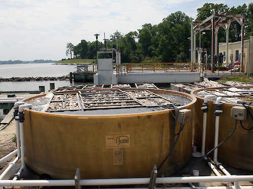 This tank is located at the Oyster Hatchery, at the University of Maryland Center for Environmental Science Horn Point Laboratory in Cambridge, Maryland. The Horn Point oyter hatchery produces over five-hundred million oyster larvae for research, educational projects, and oyster restoration in the Chesapeake Bay and surrounding rivers.