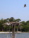 Osprey flying over nest found on the Choptank river, Maryland