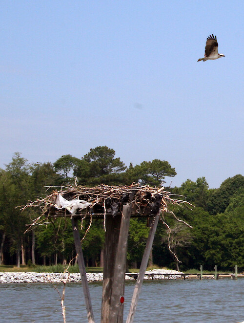 Osprey flying over nest found on the Choptank river, Maryland