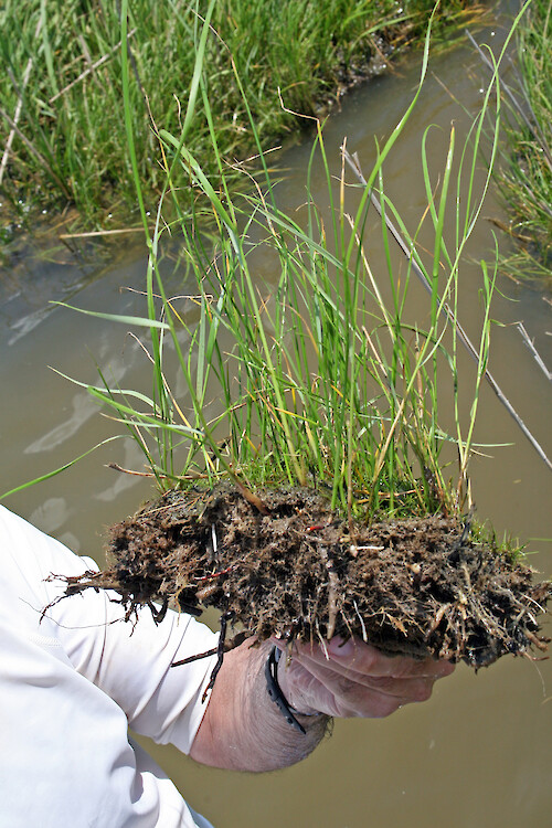 a sample of marsh grass found in the surrounding marsh of the Choptank River, Maryland