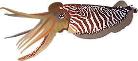 Illustration of Sepia officinalis (Common Cuttlefish).