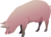 Illustration of Sus scrofa domestica (domestic pig)