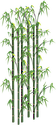 Illustration of bamboo