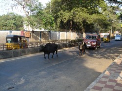 Random 'running of the bulls' in Chennai