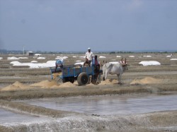 Working salt ponds near Chennai