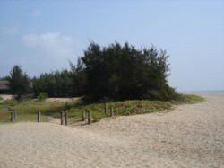 Planted vegetation for tsunami protection