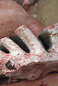This photo includes the Pharynx (top of mouth), gills, and liver of the Basking Shark (cetorhinus maximus)
