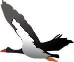 Illustration of Anseranas semipalmata (Magpie Goose)