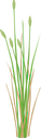 Illustration of a rice plant