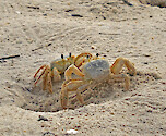 Two Ghost Crabs on the beaches of Cape Charles, VA