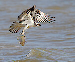 A Fledgling Osprey, fishing on the James River.