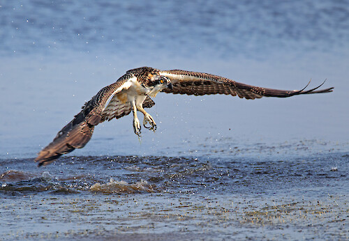 A Fledgling Osprey's failed attempt at catching a fish