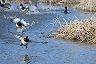 Canvasbacks taking to flight on the Choptank River