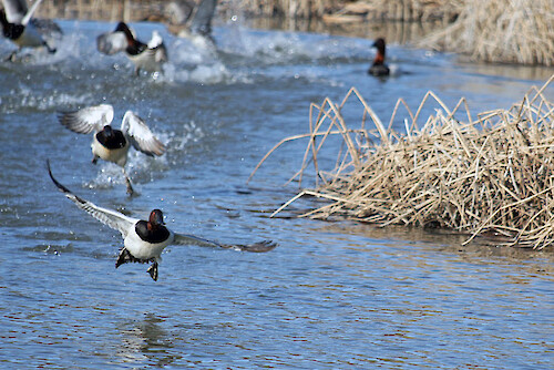 Canvasbacks taking to flight on the Choptank River