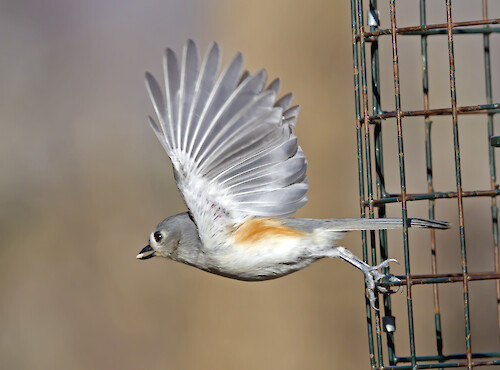 A Tufted Titmouse makes a quick take off from the feeder at Oregon Ridge Park, Maryland