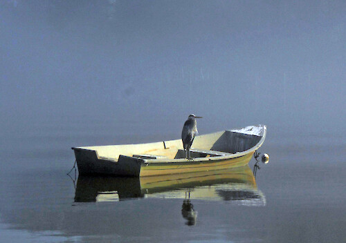 Heron perched on a skiff in the fog.