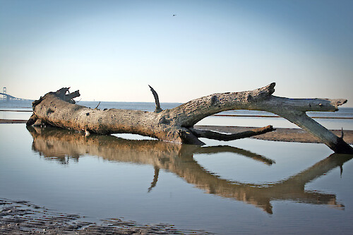 Tree exposed by extremely low tide, Terrapin Park, Kent Island, MD