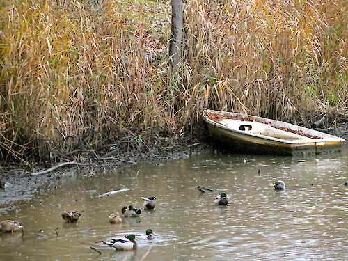 Lonely boat on the shores of Chase Pond along Claibourne Road in the Annapolis Roads community of Ananpolis, Maryland
