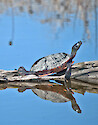Basking Turtle at Blackwater NWR, Maryland