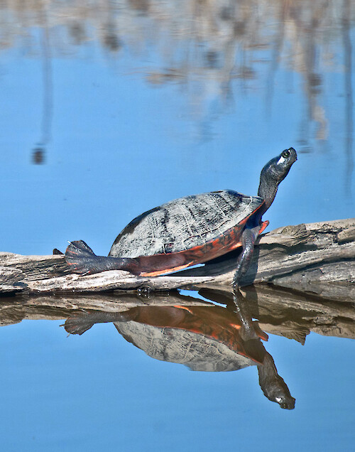 Basking Turtle at Blackwater NWR, Maryland