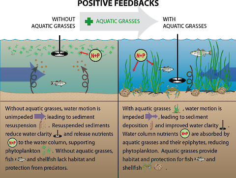 The resurgence of aquatic grasses in the Upper Bay results in the positive feedbacks to water quality.