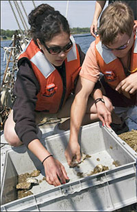 REU students sampling oysters on board the RV Rachel Carson.