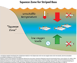 Conceptual diagram illustrating the affects of climate change on the habitat of striped bass in a coastal/marine ecosystem.